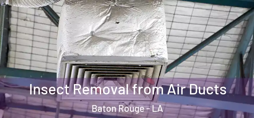 Insect Removal from Air Ducts Baton Rouge - LA